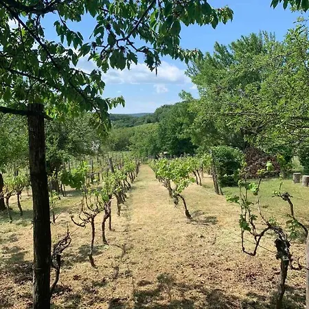 Szoloskert Vendeghaz